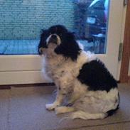 Blanding af racer Perle R.I.P.