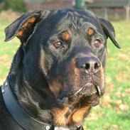 Rottweiler BoB  * R.I.P*