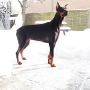 Dobermann Sakura