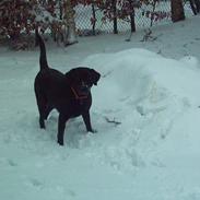 Labrador retriever Balou* Aflivet 4.juni07*