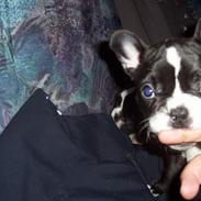 Fransk bulldog Oscar