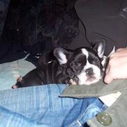 Fransk bulldog Oscar