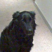 Blanding af racer samson