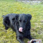 Blanding af racer samson