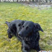 Blanding af racer samson