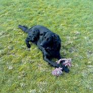 Blanding af racer samson