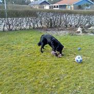 Blanding af racer samson