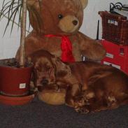 Cocker spaniel Basse