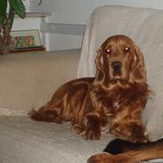 Cocker spaniel Basse