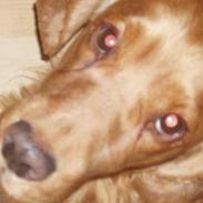 Cocker spaniel Basse