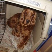 Cocker spaniel Basse