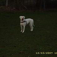 Amerikansk bulldog Kela