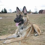Schæferhund Nicko