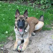 Schæferhund Nicko
