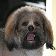 Lhasa apso felix 