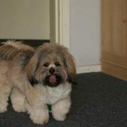 Lhasa apso felix 