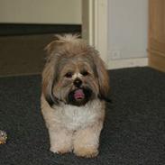 Lhasa apso felix 
