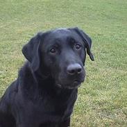 Labrador retriever Nero