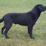 Labrador retriever Nero