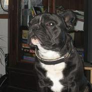 Fransk bulldog Axel