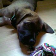 Blanding af racer chilli