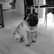 Mops Leif (Leif Den Lykkelige)