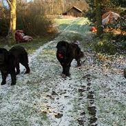 Newfoundlænder miamaja