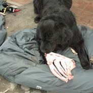 Newfoundlænder miamaja