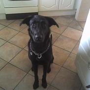 Blanding af racer luna RIP du bliver savnet