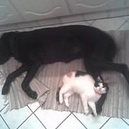 Blanding af racer luna RIP du bliver savnet