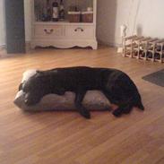 Blanding af racer luna RIP du bliver savnet