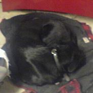 Blanding af racer luna RIP du bliver savnet