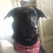 Blanding af racer luna RIP du bliver savnet