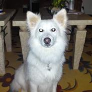 Blanding af racer Sonny