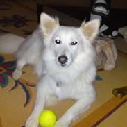 Blanding af racer Sonny