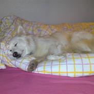 Blanding af racer Sonny