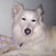 Blanding af racer Sonny