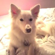 Blanding af racer Sonny