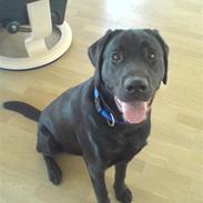 Labrador retriever Benjos black Chivas