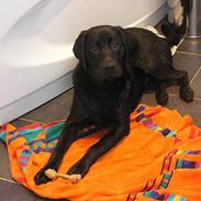 Labrador retriever Benjos black Chivas