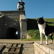 Karelsk bjørnehund Lucka