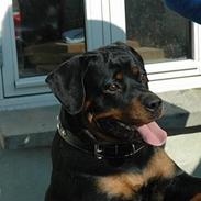 Rottweiler Kiara (R.I.P)