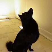 Schipperke Nemo