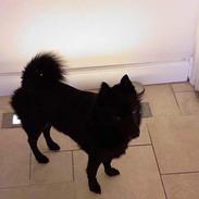 Schipperke Nemo