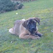 Blanding af racer chilli