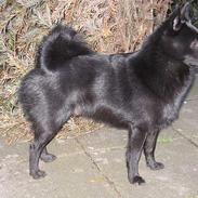 Schipperke Nemo