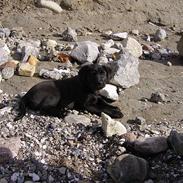 Labrador retriever Freja