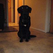 Labrador retriever Cato