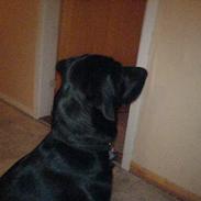 Labrador retriever Cato