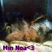Yorkshire terrier Noa